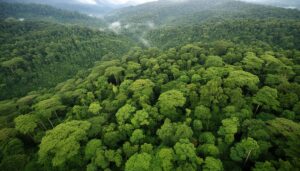 ジャングルの密林