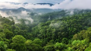 ジャングルの霧景色