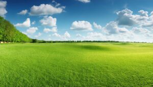 広がる草原と青空