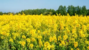 一面に広がる菜の花畑