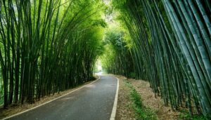 道が続く竹林