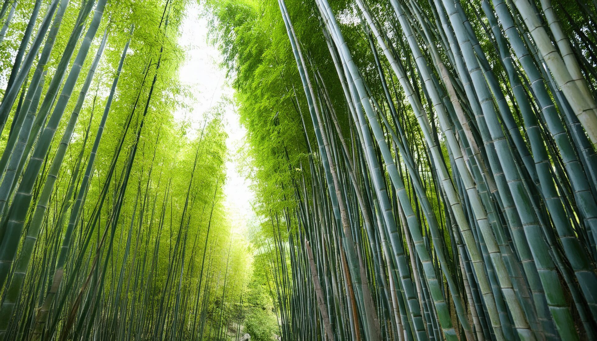 鮮やかな竹林の風景