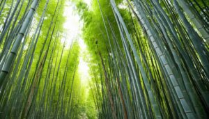 緑が広がる竹林の小径