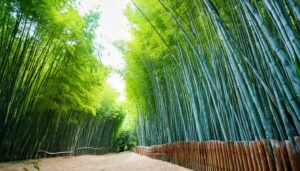 竹林と木柵の小道