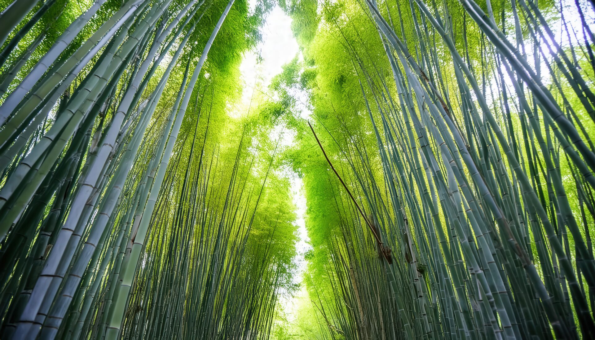 竹林の中の小道
