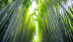 竹林の中の小道