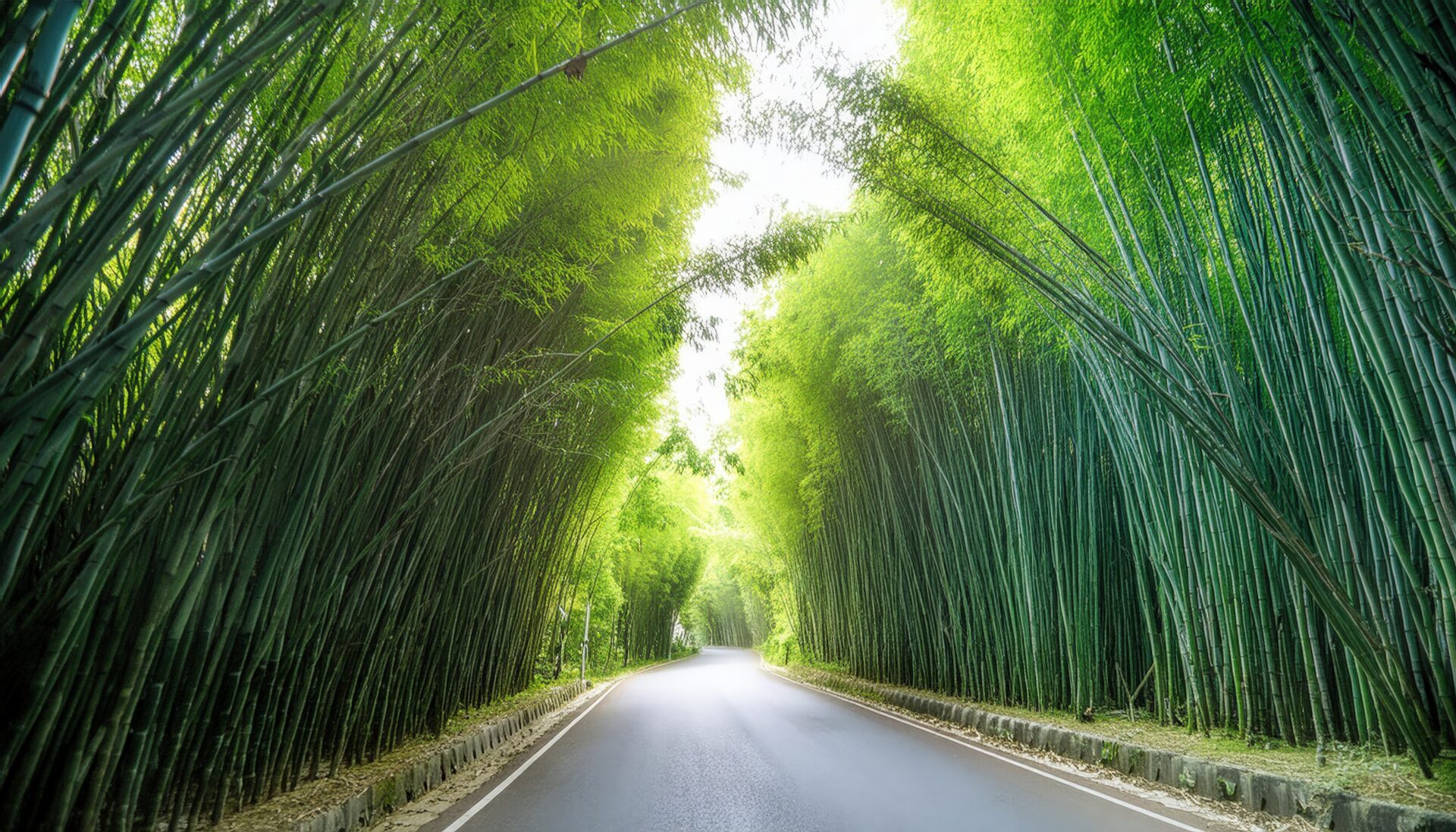 明るい竹林のトンネル