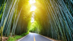 朝日に包まれる竹林の道