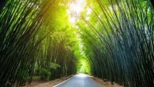 竹林と直線道路の風景