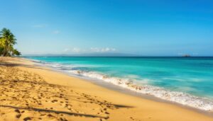 南国のビーチとヤシの木