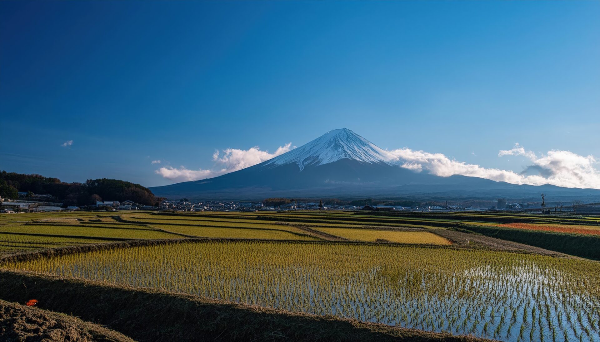富士山と水田