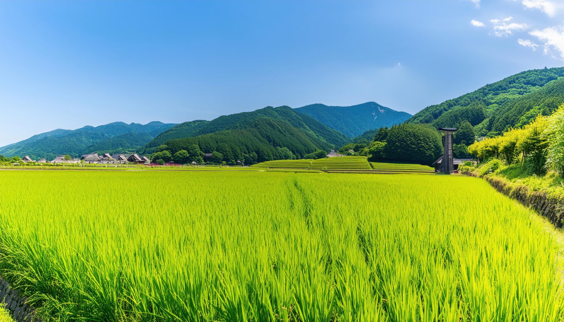 青空と広がる水田