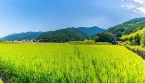 青空と広がる水田