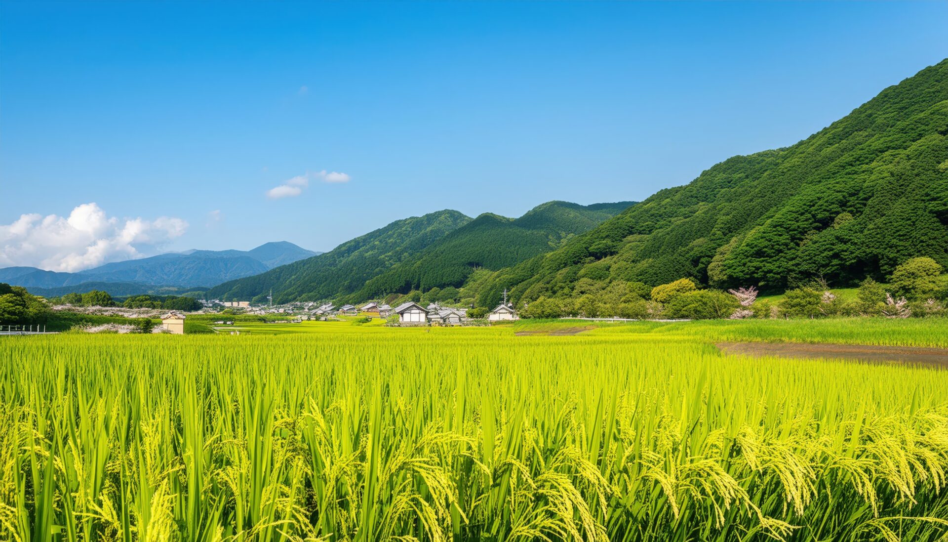実り始めた稲と里山