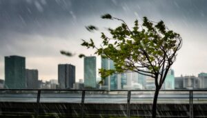 台風の風に耐える木