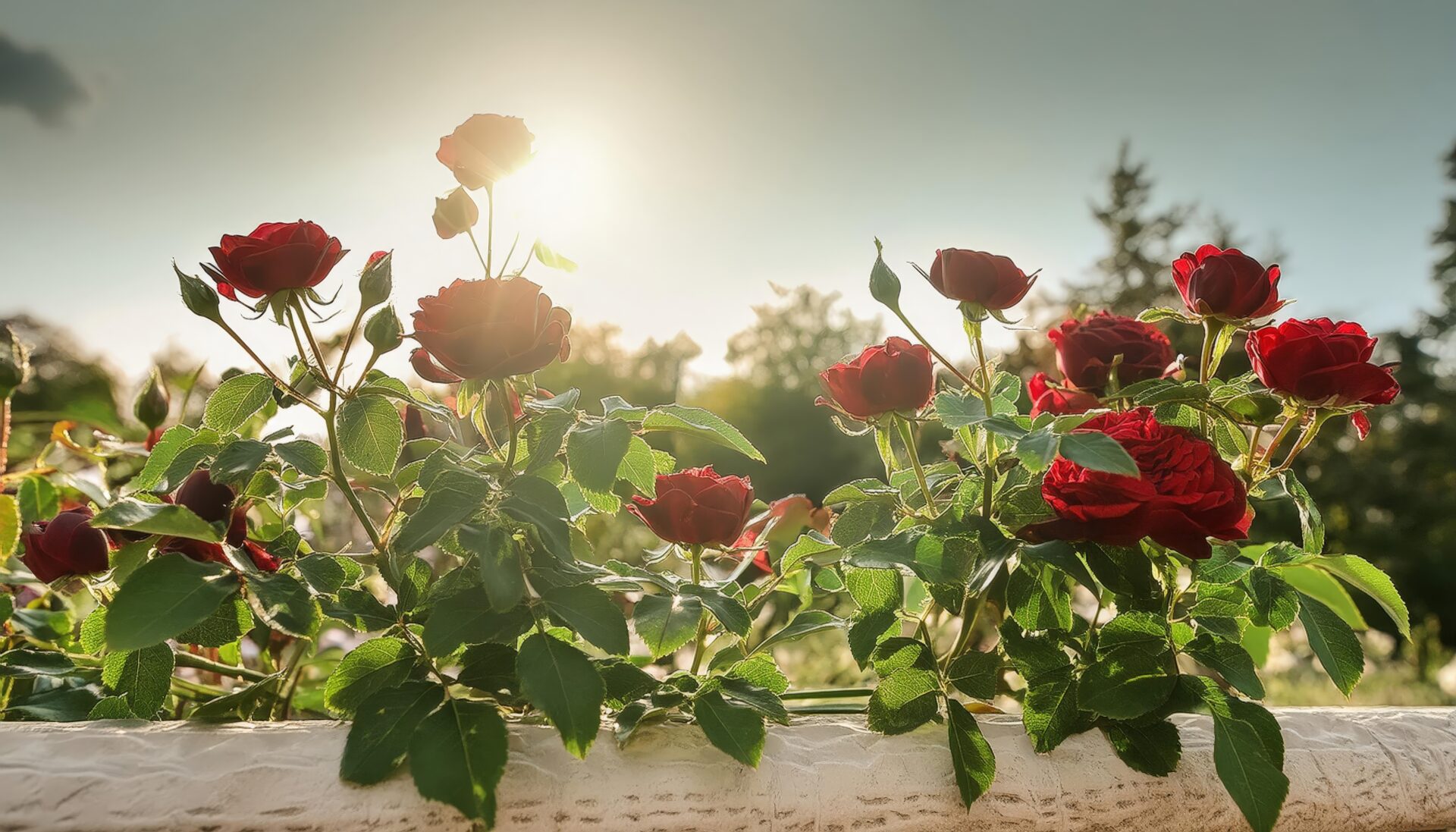 夕陽に照らされるバラの茂み