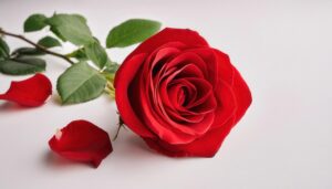 白背景に置かれた赤いバラと花びら