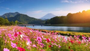 コスモス畑と富士山の風景