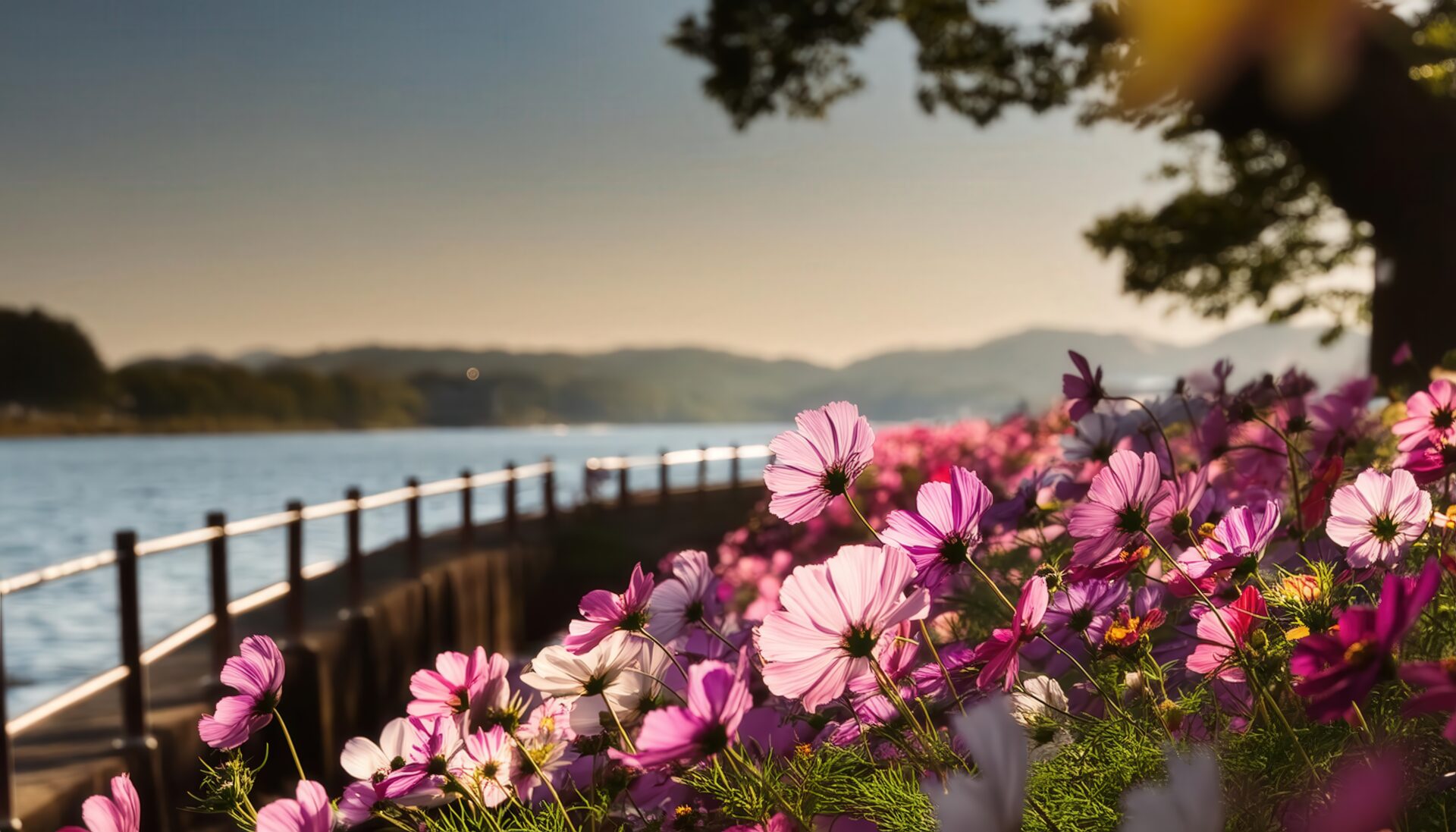 コスモスと川沿いの道