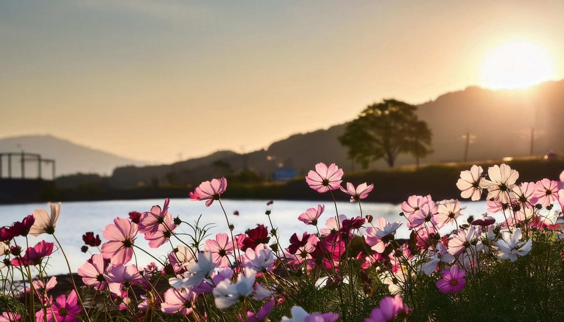 コスモスと夕日の川辺