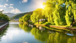 柳並木と川の散歩道