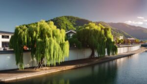 街中の柳と川沿い