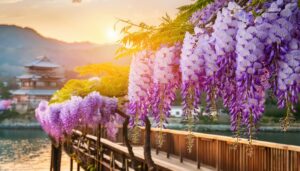 藤棚と夕焼けの橋