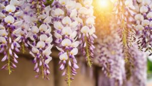 白藤と柔らかな陽光