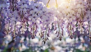 藤の花とボケ背景