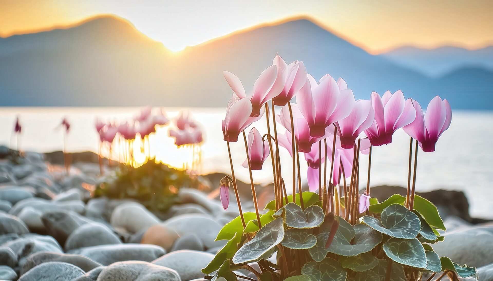 海辺のシクラメンと朝日
