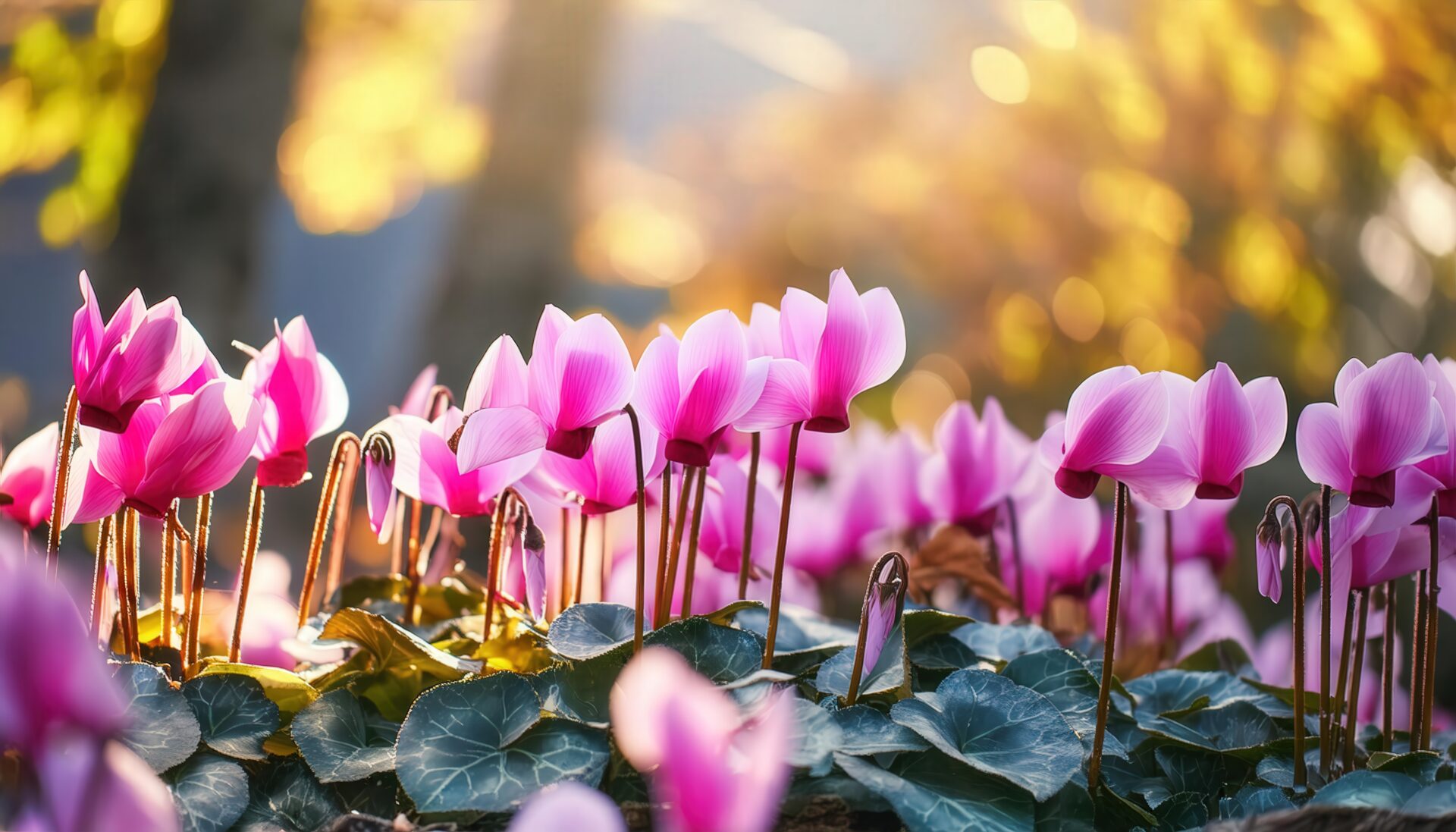 光差すシクラメンの群生