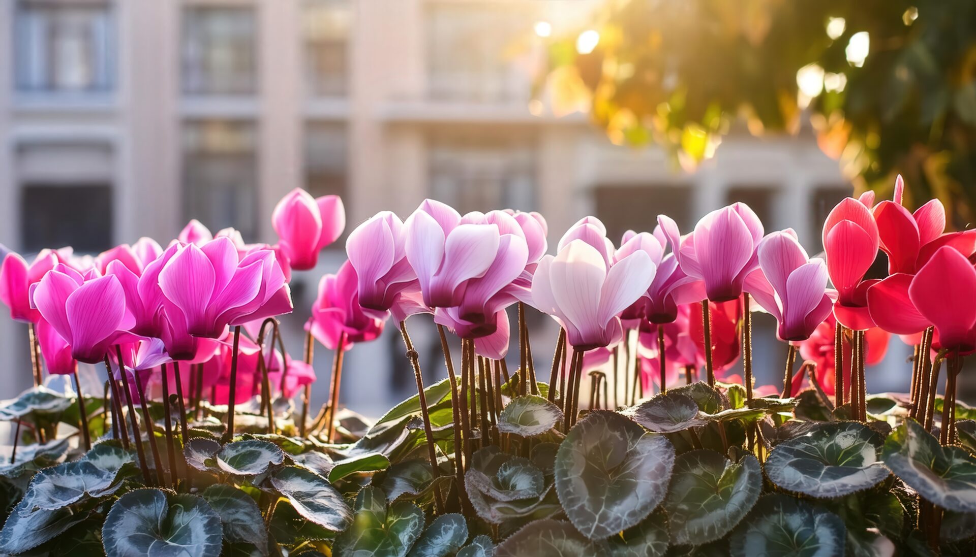 赤く染まるシクラメン畑