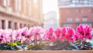 街角に咲くシクラメン