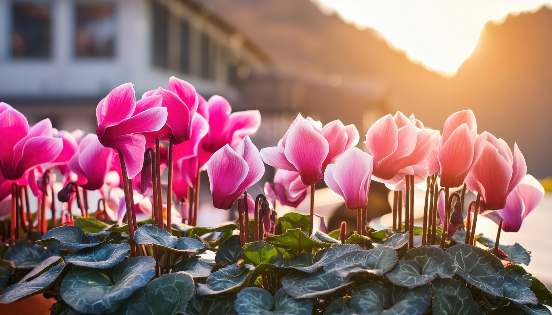 夕日に照らされるシクラメン