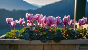 木箱に咲くシクラメン