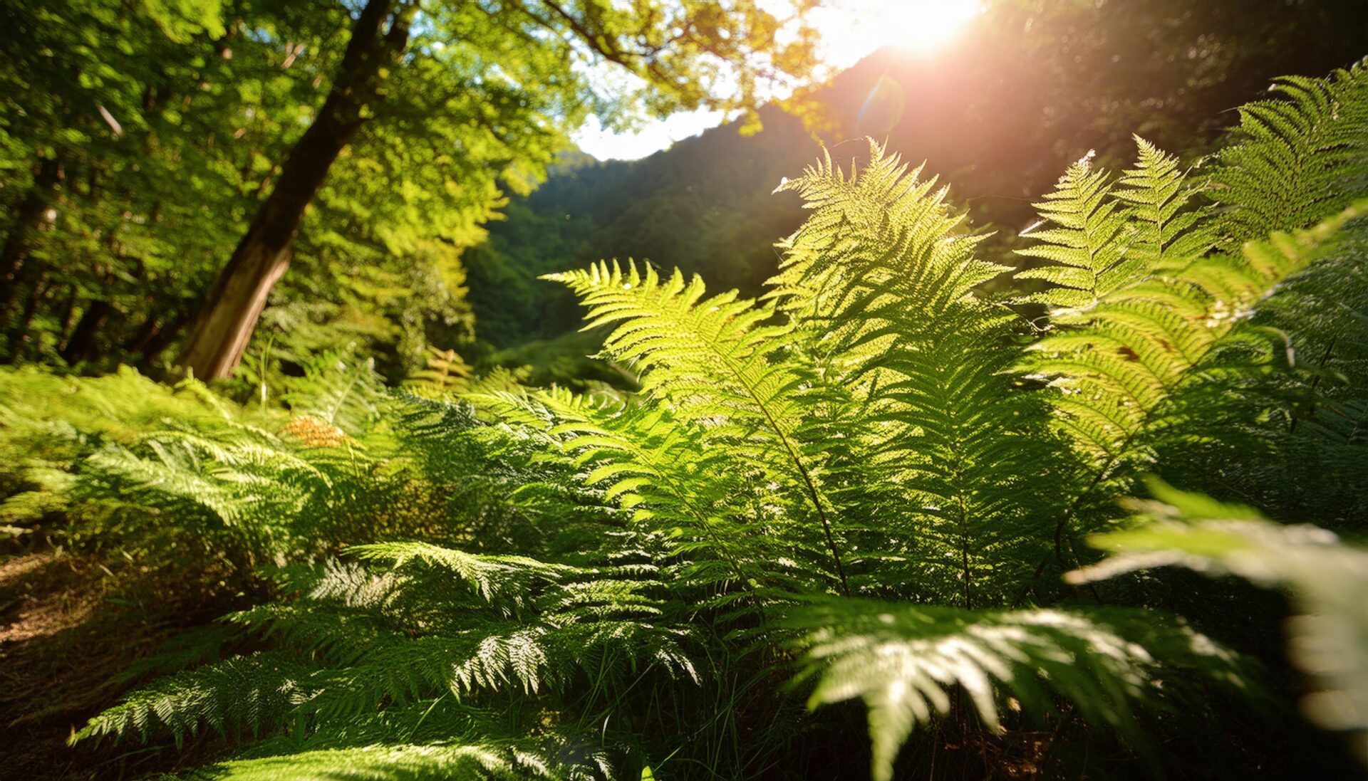 日差しとシダの群生