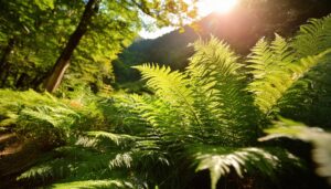 日差しとシダの群生