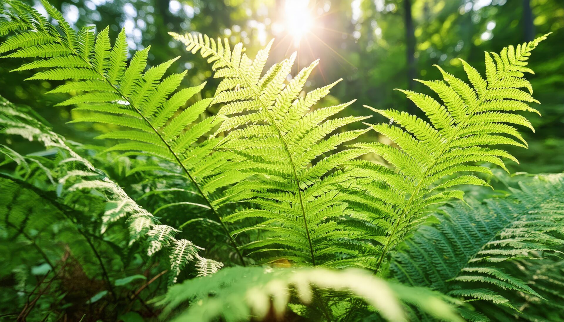 朝日を浴びるシダ