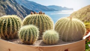 海辺とサボテン