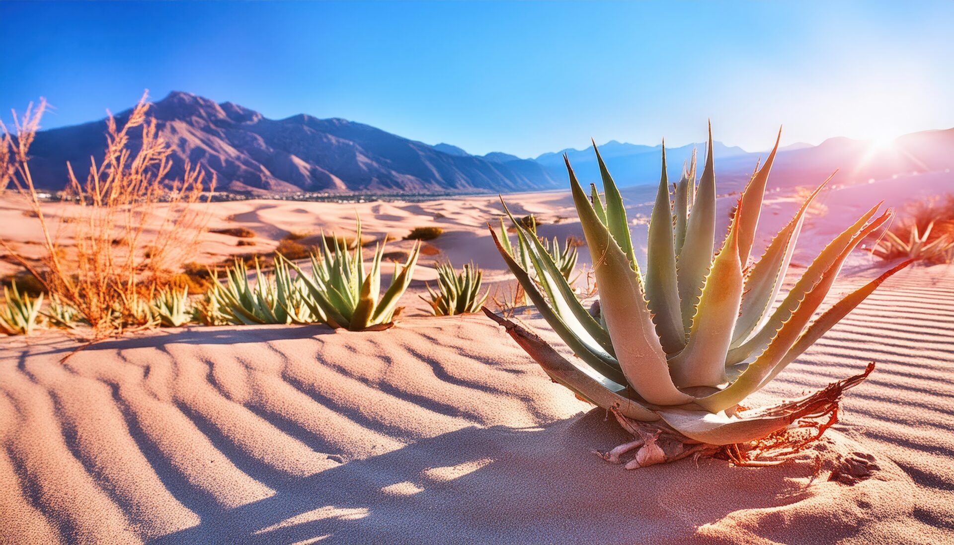 山岳砂丘とアガベの風景