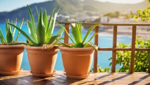 テラスの鉢植えアガベ