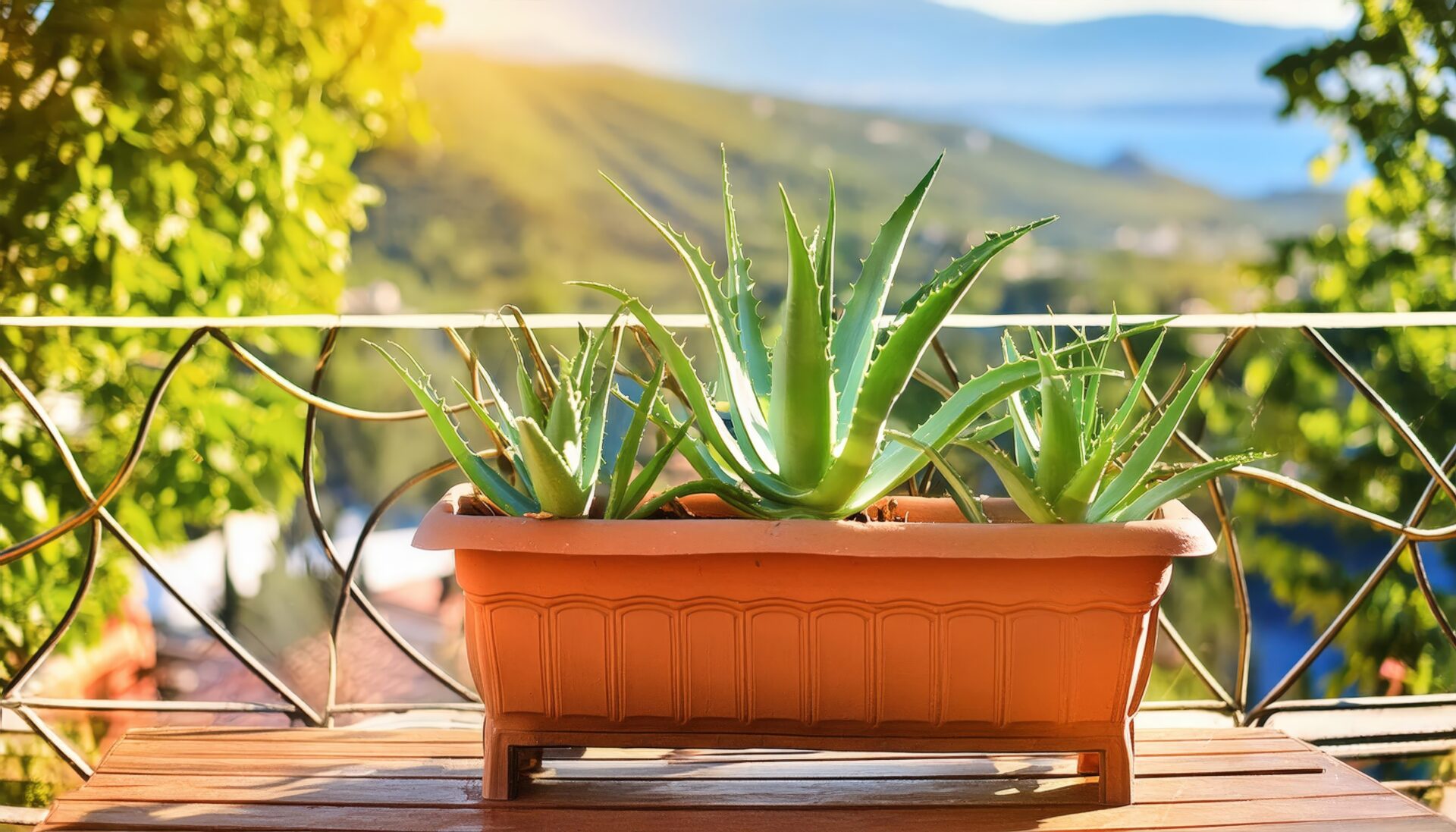 テラスに並ぶアガベの鉢植え