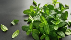 黒い背景に広がるミントの葉