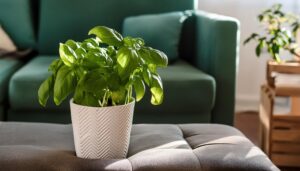 ソファ前のバジル鉢植え