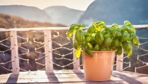 ベランダに置かれたバジル鉢植え