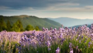 クローズアップのラベンダー畑