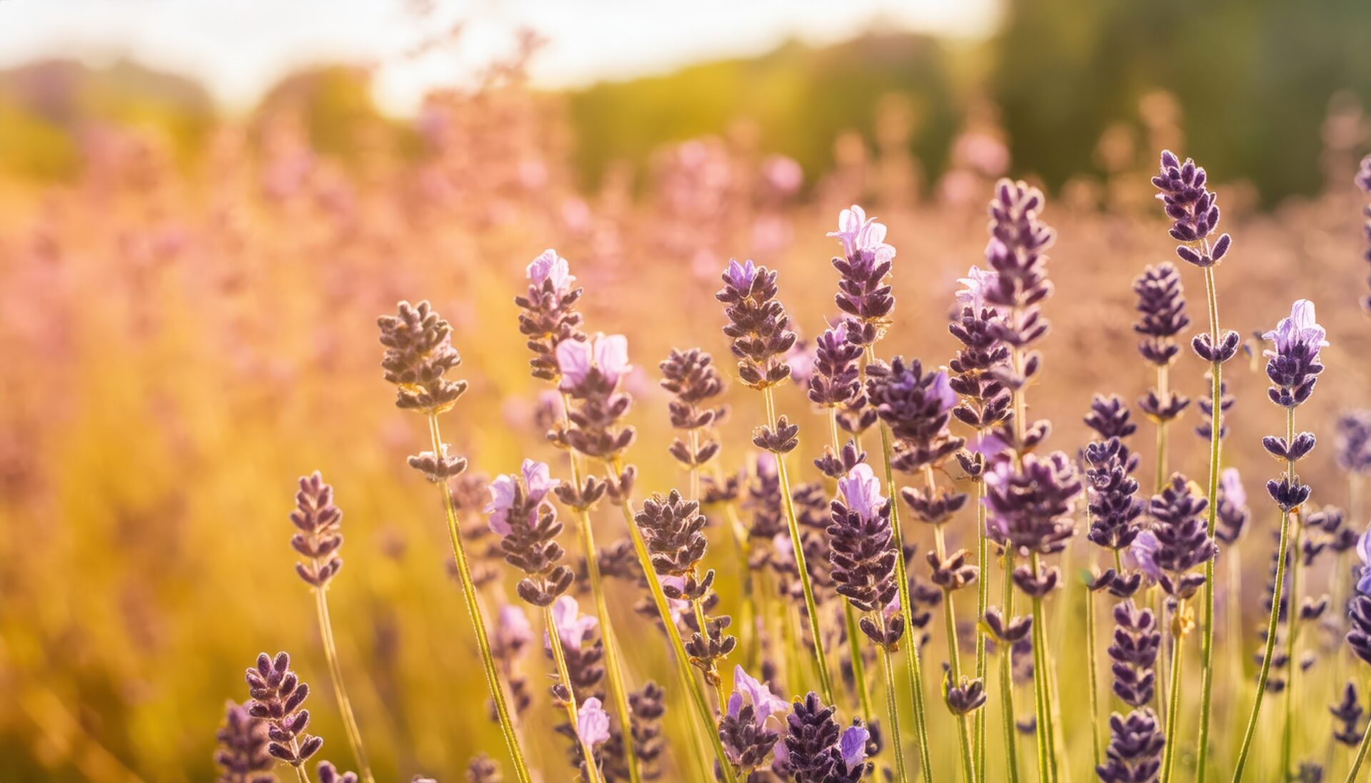 夕日に染まるラベンダー畑