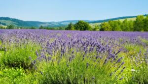 ラベンダー畑と青空