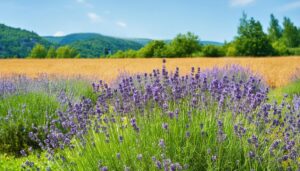 ラベンダーと黄金色の畑