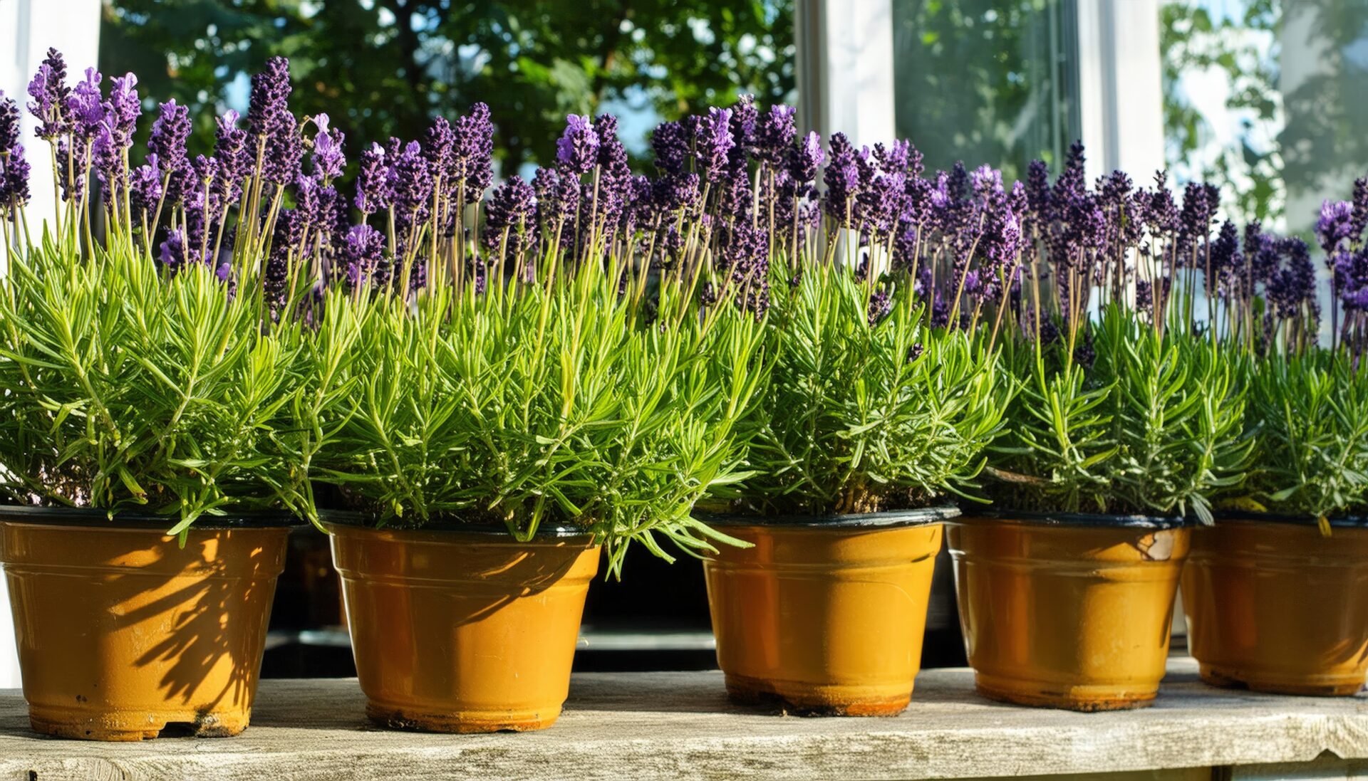 テラスのラベンダー鉢植え